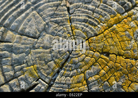 Staccionata in legno close up Foto Stock