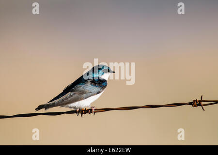 Tree Swallow su un filo spinato recinzione Foto Stock