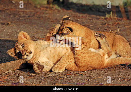 Leone africano (Panthera leo), cubs giocando Foto Stock