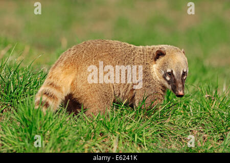 Ring-tailed Coati, South American Coati or Southern Coati (Nasua nasua) Foto Stock