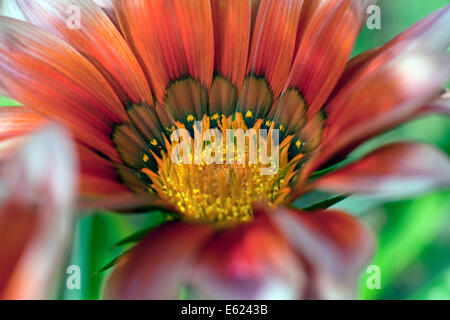 Close up Gazania rigens (syn. G. splendens), talvolta chiamato fiore del tesoro Foto Stock