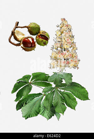 Ippocastano (Aesculus hippocastanum), illustrazione Foto Stock