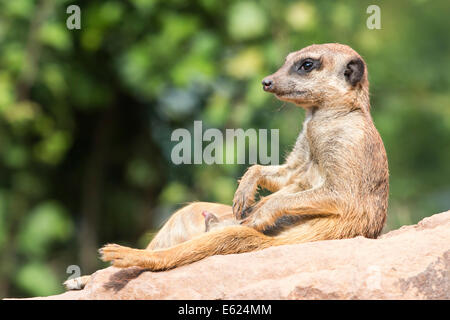 Meerkat (Suricata suricatta) rilassante sulle rocce, captive Foto Stock