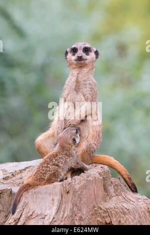 Meerkats (Suricata suricatta), femmina giovane di allattamento, captive Foto Stock