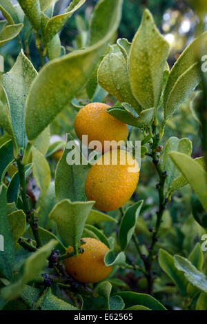 Un Fortunella margarita (o Citrus margarita) kumquat pianta che porta frutti in Stellenbosch University Giardino Botanico. Foto Stock