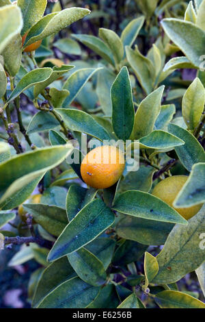 Un Fortunella margarita (o Citrus margarita) kumquat pianta che porta frutti in Stellenbosch University Giardino Botanico. Foto Stock