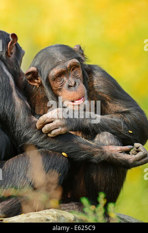 Di scimpanzé o di Chimpy (Pan troglodytes) Foto Stock