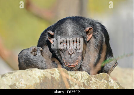 Di scimpanzé o di Chimpy (Pan troglodytes) Foto Stock