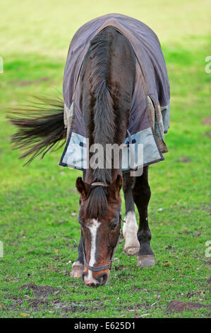 Cavallo di Vestfalia o Westfalen (Equus caballus ferus), Nord Reno-Westfalia, Germania Foto Stock