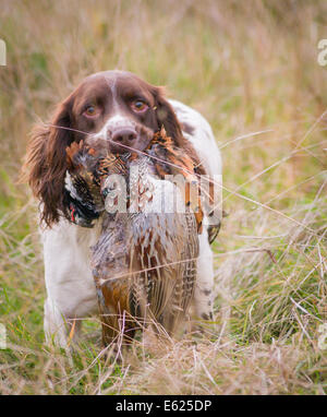 Un English Springer Spaniel il richiamo o il trasporto di un fagiano su un fagiano shoot Foto Stock