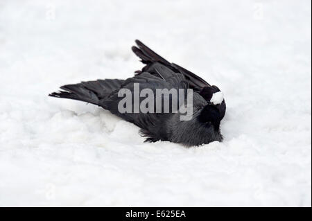 Morto la cornacchia occidentale nella neve (Corvus monedula, Coloeus monedula), la cornacchia eurasiatica, la cornacchia europea Foto Stock