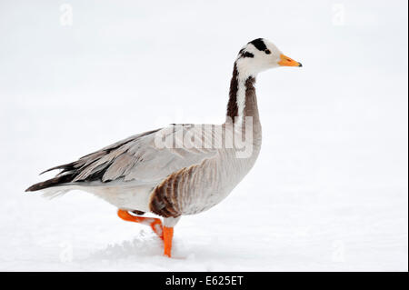 Bar-headed Goose (Anser indicus) nella neve, Renania settentrionale-Vestfalia, Germania Foto Stock
