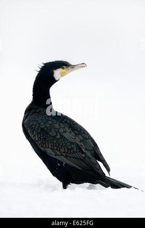Grande cormorano o nero grande cormorano (Phalacrocorax carbo) in inverno, Nord Reno-Westfalia, Germania Foto Stock