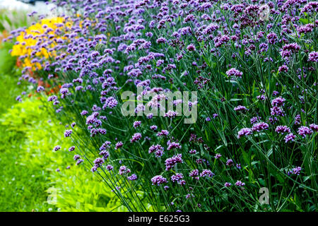 Verbena Garden Border fioritura fiori in fiore in estate vervain Tall Verbena bonariensis Purpletop Vervain Border Foto Stock