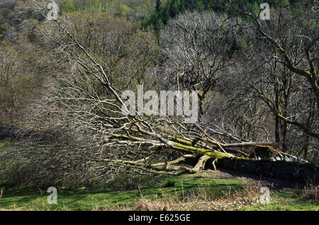 Danni provocati dalla tempesta a Llan Ffestiniog, Snowdonia, Gwynedd Foto Stock