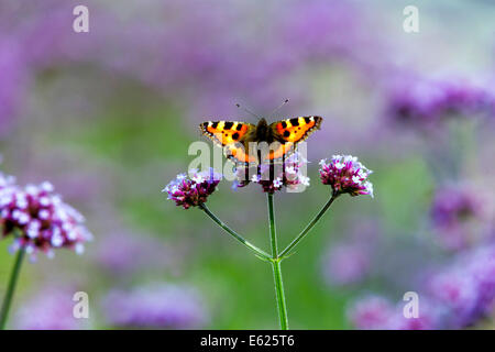 Verbena bonariensis farfalla piccola tartaruga farfalla sul fiore Foto Stock