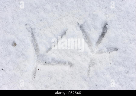 Airone cinerino (Ardea cinerea), Orme nella neve, Renania settentrionale-Vestfalia, Germania Foto Stock