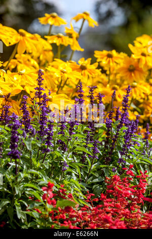 Fiori Susan occhi neri giardino piante annuali, Rudbeckia Prairie Sun Salvia misto estate fiori di confine letti Foto Stock