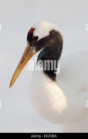 Gru giapponese, rosso-Crowned Crane o Manchurian gru (grus japonensis) Foto Stock