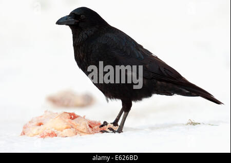 Carrion Crow (Corvus corone corone) sulla carcassa in inverno, Renania settentrionale-Vestfalia, Germania Foto Stock