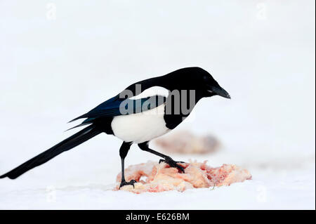 Eurasian gazza, Europeo gazza, o comune Gazza (Pica pica) sulla carcassa in inverno, Renania settentrionale-Vestfalia, Germania Foto Stock