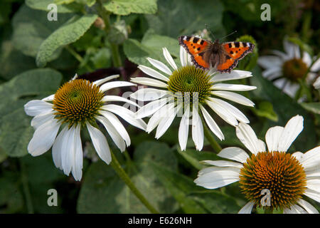 Echinacea "White Swan" con una farfalla su un fiore Echinacea purpurea "White Swan" White Coneflower, Foto Stock