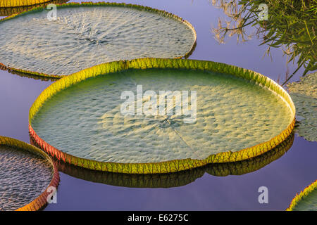 Grande e rotondo victoria lotus o ninfee nel laghetto di riflessione Foto Stock