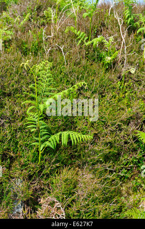 Bracken (Pteridium aquilinum) e comuni Heather (Calluna vulgaris) su Carn Ingli mountain Foto Stock