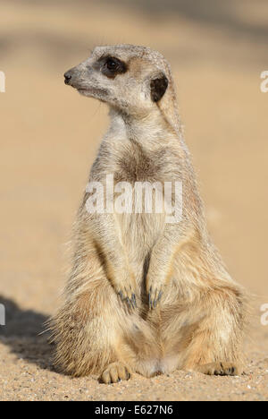 Meerkat o Suricate (Suricata suricatta) Foto Stock