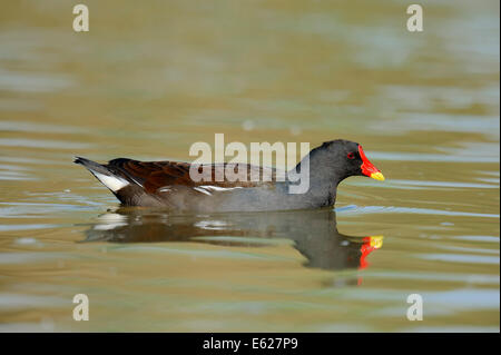 Moorhen comune o la palude di pollo (Gallinula chloropus), Nord Reno-Westfalia, Germania Foto Stock