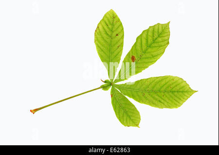 Ippocastano o Conker Tree (Aesculus hippocastanum), leaf Foto Stock