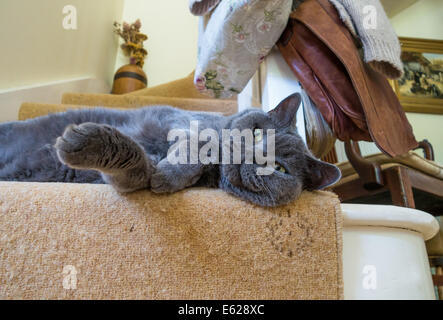 Devon, Inghilterra. Agosto 2014. Un maschio maturo British gatto blu sale sul fondo di una rampa di scale. Foto Stock