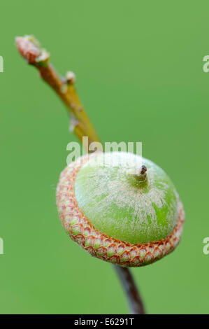In quercia rossa Americana o Champion quercia (Quercus rubra), acorn, Nord Reno-Westfalia, Germania Foto Stock