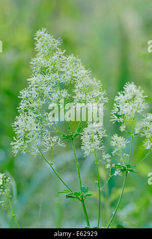 Prato giallo Rue o Meadow-Rue comune (Thalictrum flavum), Nord Reno-Westfalia, Germania Foto Stock