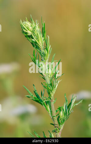 Artemisia o assenzio comune (Artemisia vulgaris), Nord Reno-Westfalia, Germania Foto Stock