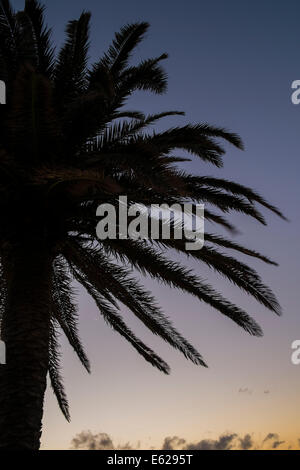 Palm tree stagliano contro il cielo al tramonto Foto Stock