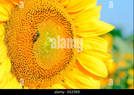 Il miele delle api (Apis mellifera) su girasole (Helianthus annuus) Foto Stock