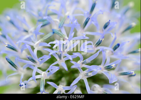 Piccolo Globo Thistle o globo meridionale Thistle (Echinops ritro) Foto Stock