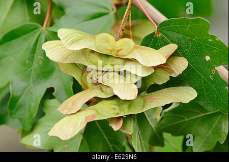 Acero campestre o Hedge Maple (Acer campestre), frutta, Renania settentrionale-Vestfalia, Germania Foto Stock