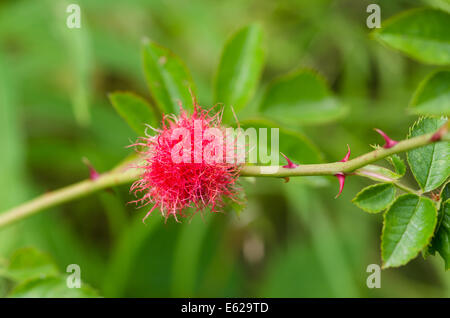 Robin's puntaspilli - 'Bedeguar Gall' Foto Stock