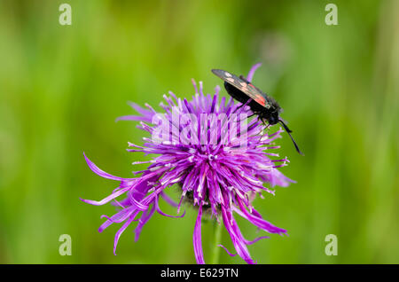 Sei-spot Burnett moth - Zygaena filipendulae - sul fiore Fiordaliso Foto Stock