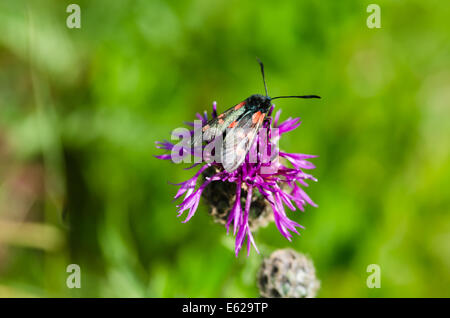 Sei-spot Burnett moth - Zygaena filipendulae - sul fiore Fiordaliso Foto Stock