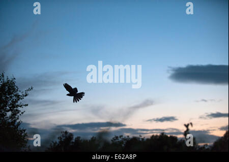 Nightjar europea, Caprimulgus europaeus maschio su canzone pesce persico Norfolk estate Foto Stock