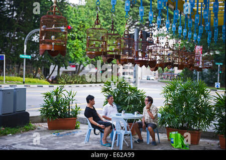 Oriental bianco-occhi(Zosterops palpebrosus) al tradizionale appuntamento domenicale nel sobborgo di Singapore Foto Stock