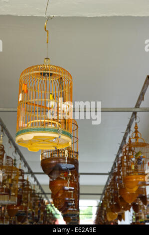 Oriental bianco-occhi(Zosterops palpebrosus) al tradizionale appuntamento domenicale nel sobborgo di Singapore Foto Stock