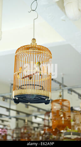 Oriental bianco-occhi(Zosterops palpebrosus) al tradizionale appuntamento domenicale nel sobborgo di Singapore Foto Stock