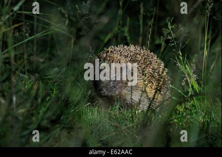 Unione riccio (Erinaceus europaeus) REGNO UNITO Foto Stock