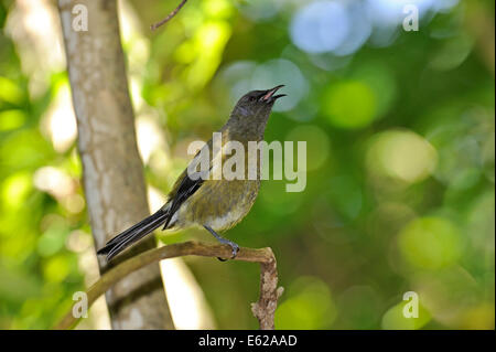 Nuova Zelanda Bellbird Anthornis melanura Tiritiri Matangi Island in Nuova Zelanda Foto Stock