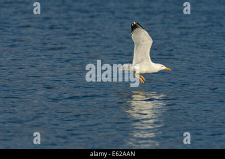 Giallo-gambe Gull Larus michahellis adulto Grecia Foto Stock