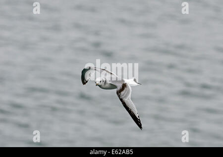 Nero-Kittiwake zampe Rissa tridactyla primo inverno Belfast Irlanda del Nord Febbraio Foto Stock